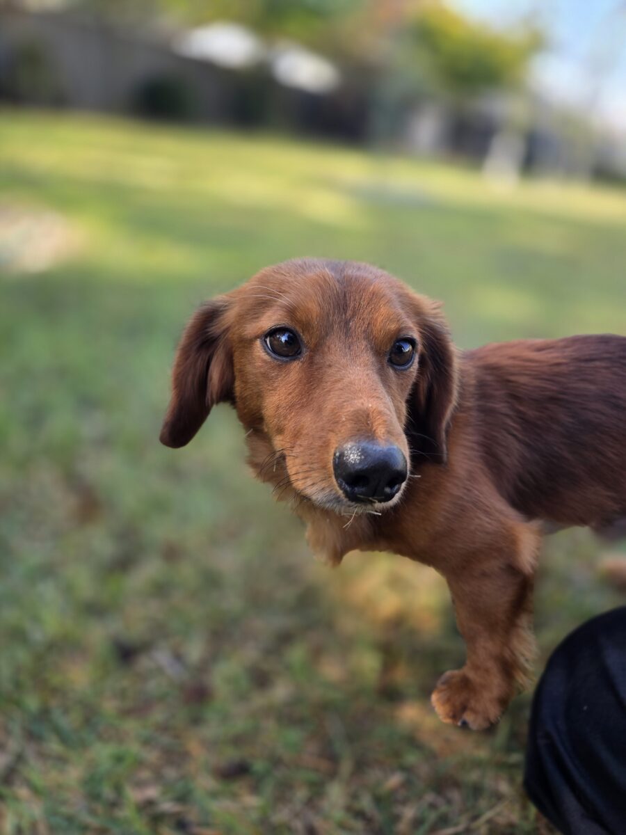 Image ofHamish