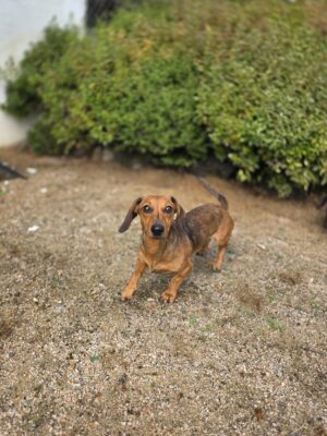 Dog named Flo, rescued by DMT Rescue and Support Group