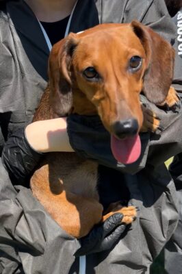 Dog named Flo, resceud by DMT Rescue and Support Group