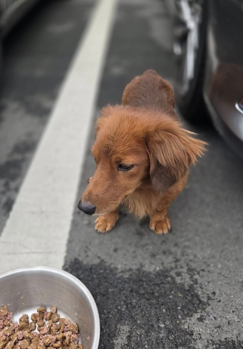 Image ofHamish
