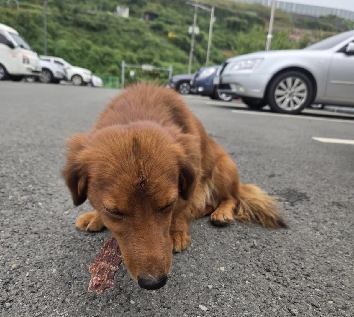 Image ofHamish