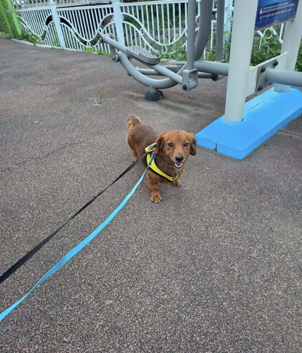 Image ofHamish