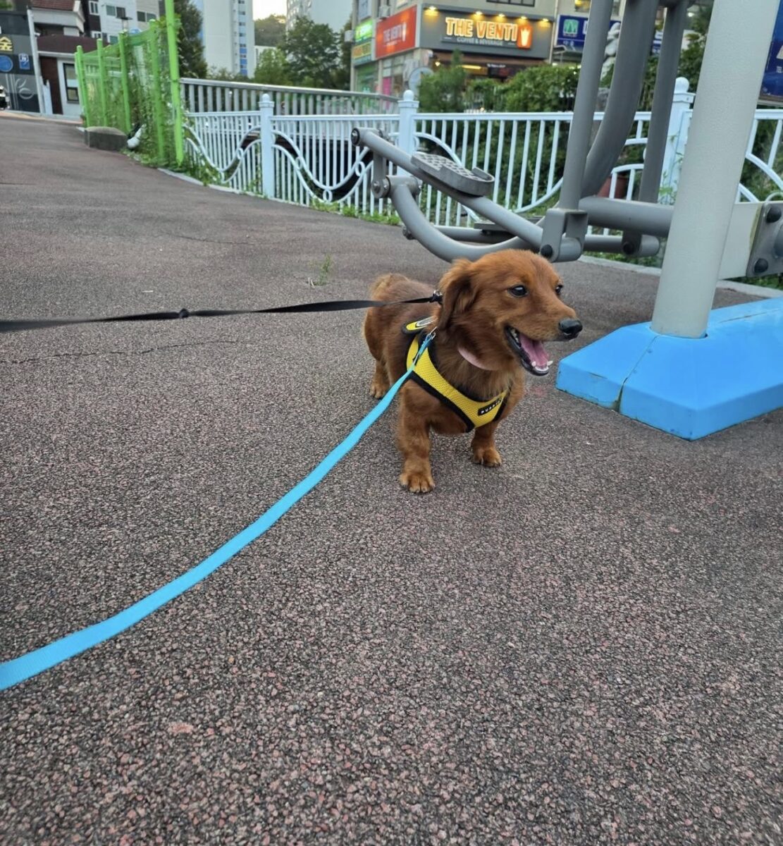 Image ofHamish
