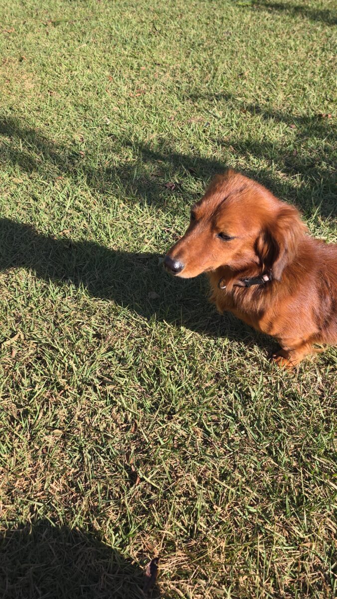 Image ofHamish