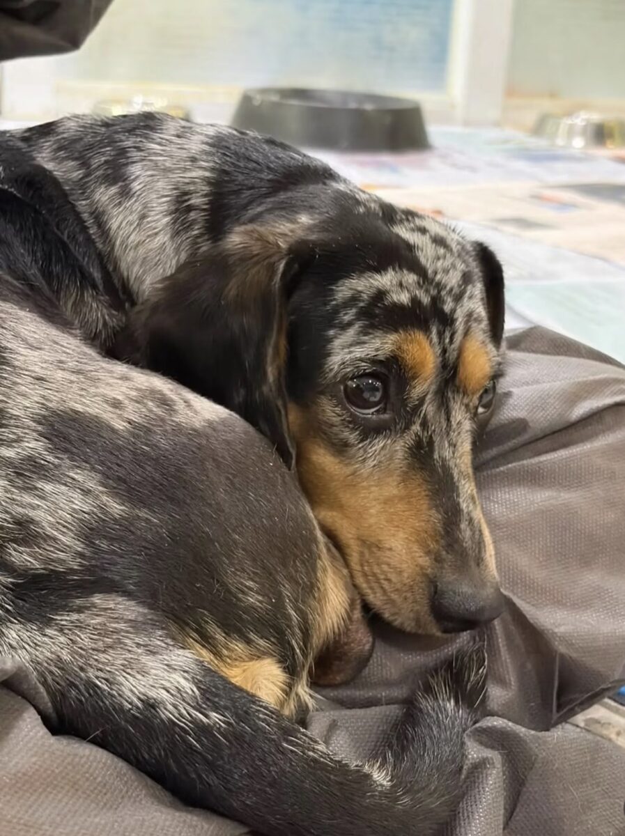 Image ofMabel