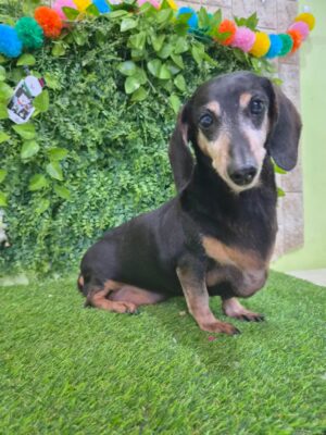 Dog named Mortimer, resceud by DMT Rescue and Support Group