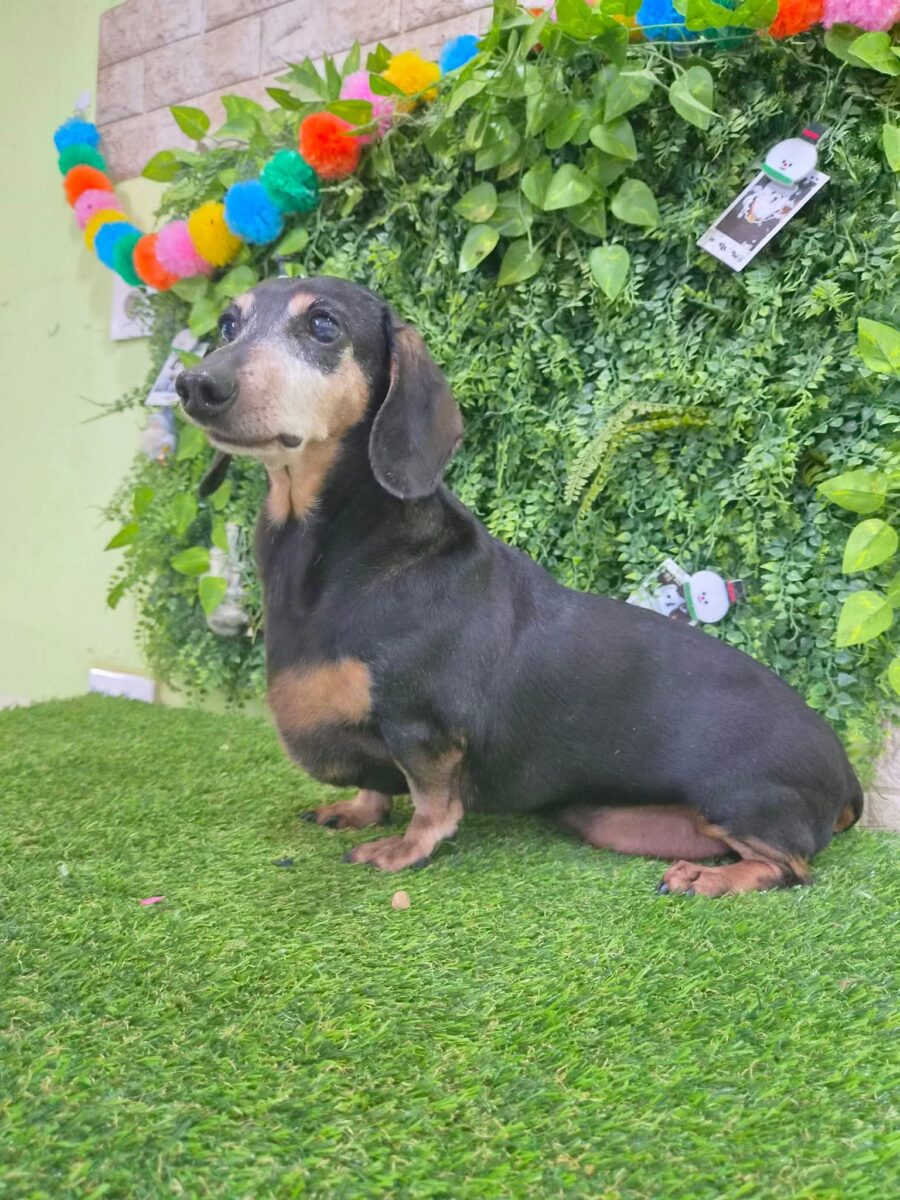 Image ofMortimer